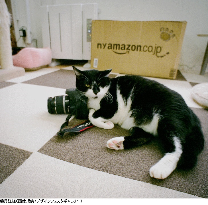 猫首輪 デザフェス コレクション